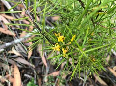 Persoonia juniperina