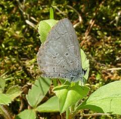 Celastrina lucia