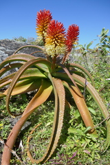 Aloe helenae