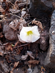 Ipomoea intrapilosa