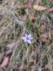 Arthropodium milleflorum