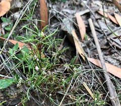 Laxmannia orientalis