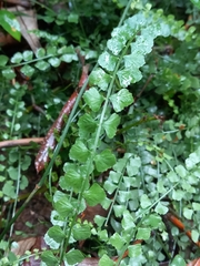 Asplenium flabellifolium