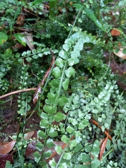 Asplenium flabellifolium