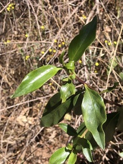Myoporum petiolatum