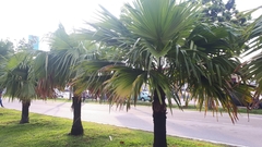Livistona chinensis