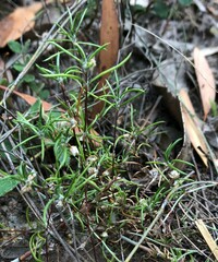 Laxmannia orientalis