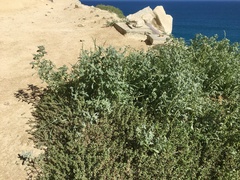 Atriplex buchananii