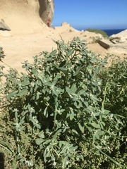 Atriplex buchananii