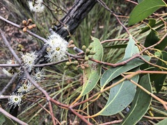 Eucalyptus arenacea