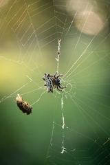 Gasteracantha cancriformis
