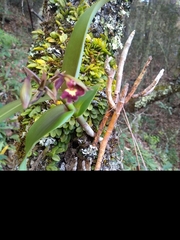 Epidendrum radioferens