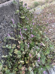 Lamium amplexicaule