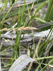 Tetrarrhena distichophylla
