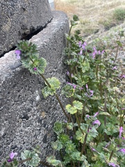Lamium amplexicaule