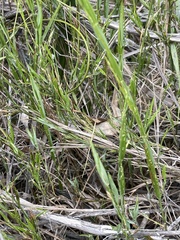 Tetrarrhena distichophylla