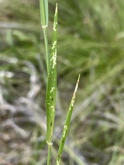 Tetrarrhena distichophylla