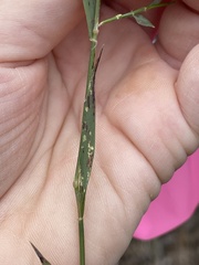 Tetrarrhena distichophylla