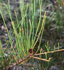 Allocasuarina pusilla