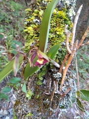Epidendrum radioferens