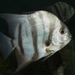 Atlantic Spadefish - Photo (c) 
Brian Gratwicke, some rights reserved (CC BY)