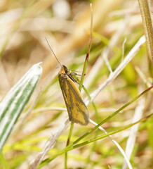 Poliorhabda auriceps