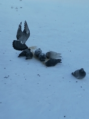Columba livia domestica