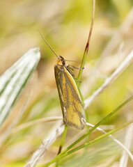 Poliorhabda auriceps
