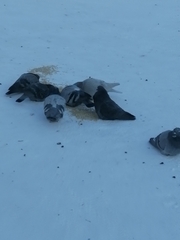 Columba livia domestica