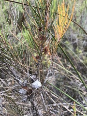 Allocasuarina pusilla