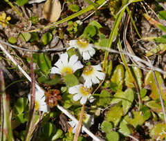Scaevola hookeri