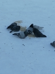 Columba livia domestica
