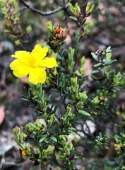 Hibbertia devitata