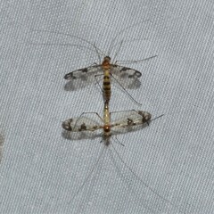 Keroplatidae