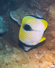 Chaetodon unimaculatus