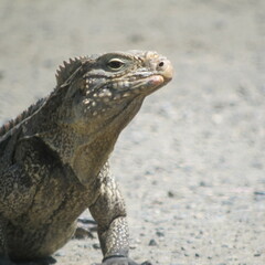 Cyclura nubila