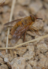 Parosca viridiventris