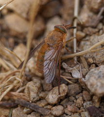 Parosca viridiventris