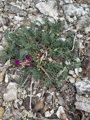Astragalus crassicarpus