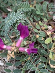 Astragalus crassicarpus