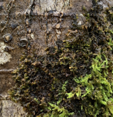 Frullania nisquallensis