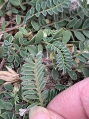 Astragalus crassicarpus