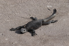 Amblyrhynchus cristatus hassi