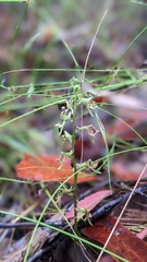 Arthrochilus prolixus