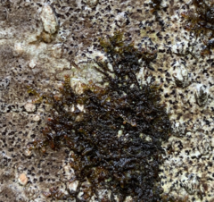 Frullania nisquallensis