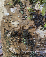 Frullania nisquallensis