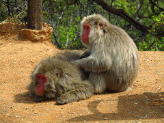 Macaca fuscata