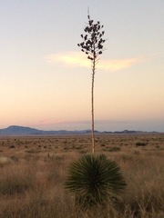 Yucca elata