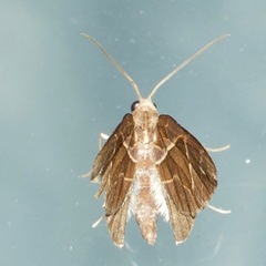 Chaetolopha leucophragma