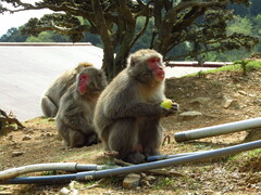 Macaca fuscata